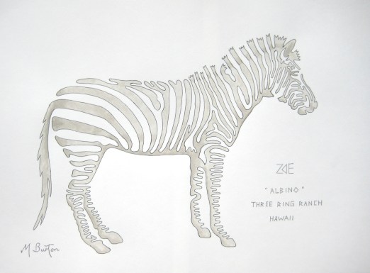 Zoe, albino Zebra, Three Ring Ranch, Hawaii