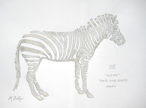 Zoe, albino Zebra, Three Ring Ranch, Hawaii