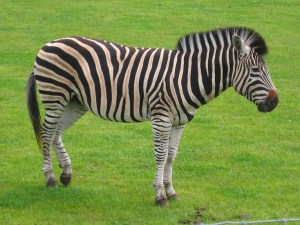 Zeus, 5 year old stallion Zebra at Yorkshire Wildlife Park