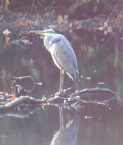 Older Heron, Gledhow Valley Woods, Leeds, September 2014.  Photo by Mick Burton, continuous line artist. 