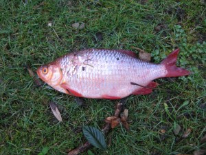 Rudd or Perch fish, 9