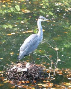 Young heron on Gledhow Valley Lake, Leeds, September 2014. Photo Mick Burton, continuous line artist.