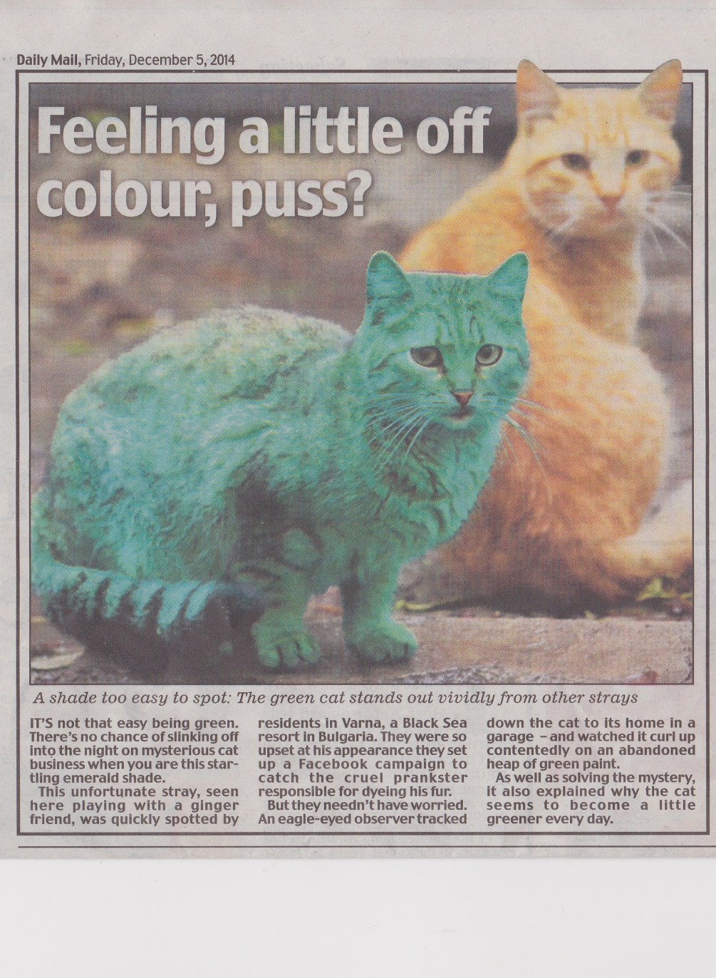 Cat who slept on a heap of old green paint. Daily Mail, December 5, 2014.  Mick Burton, continuous line drawing. 