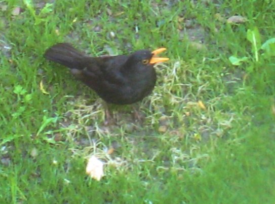 Blackbird standing in white patch for 10 minutes, finding all sorts of treats.  Mick Burton photo.