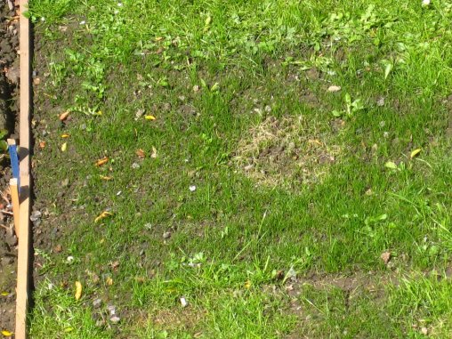 White patch on newly seeded area of lawn, caused by resin from roof.  Mick Burton photo. 