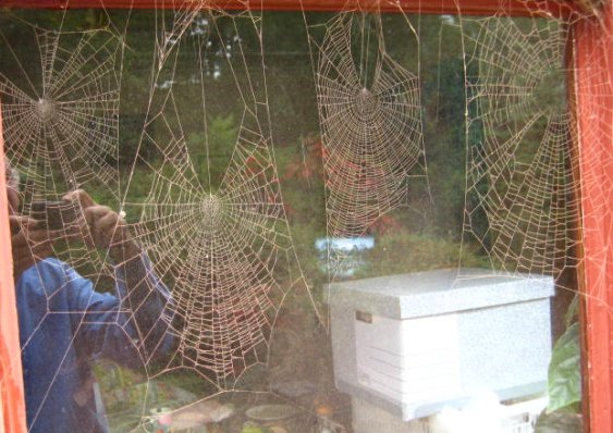 Four cobwebs on dining room windows covered in red brick during work on kitchen extension in 2009. Mick Burton, continuous line artist.