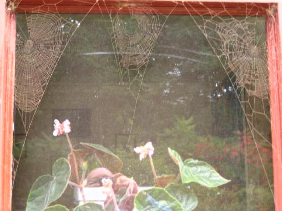 Three cobwebs, on another dining room window, covered in red brick dust in 2009. Mick Burton, continuous line artist. 