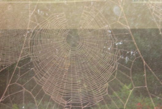Large cobweb, on third dining room window, covered in red brick dust after work on kitchen extension in 2009. Mick Burton, continuous line artist.