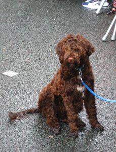 Cockapoo with wet paws waits for the Leeds Carnival parade to approach. Photo by Mick Burton, continuous line artist.