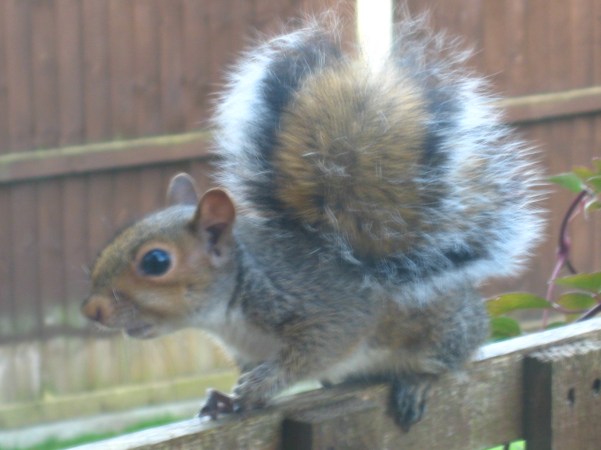 Young Grey Squirrel from Gledhow Valley Woods. Three feet from my window after being chased by a cat. Mick Burton, Leeds artist.