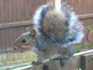 Young Grey Squirrel from Gledhow Valley Woods. Three feet from my window after being chased by a cat. Mick Burton, Leeds artist.