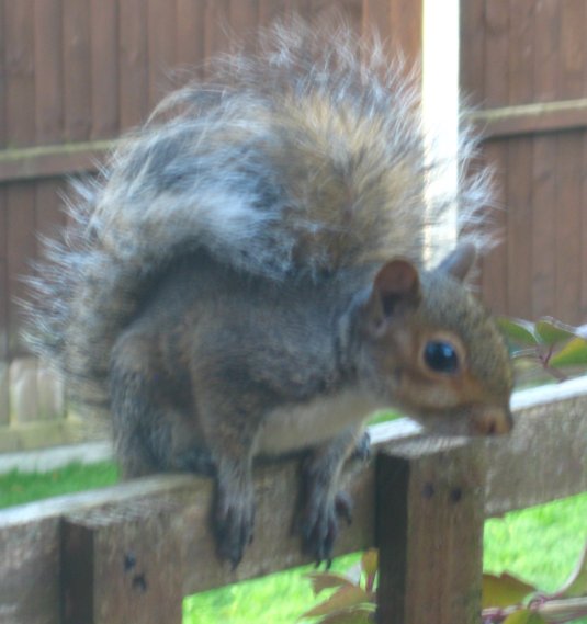 Young Grey Squirrel not daring to move, even though Joan had chased the cat away. Mick Burton, Leeds artist.