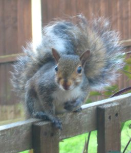 Young Grey Squirrel, imploring me to stop taking photos and do something about the cat. So I went out and shepherded it to the bushes. Mick Burton, Leeds artist.