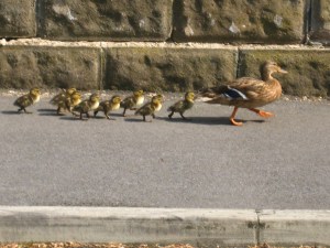 Mallard steams by towing eight ducklings in a continuous line. Photo Mick Burton, 7.8.2016, Well House Drive, Gledhow Valley, Leeds. 
