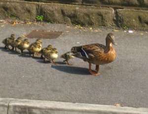 Mallard mum starting to move out towards the curb. Photo Mick Burton, continuous line artist.