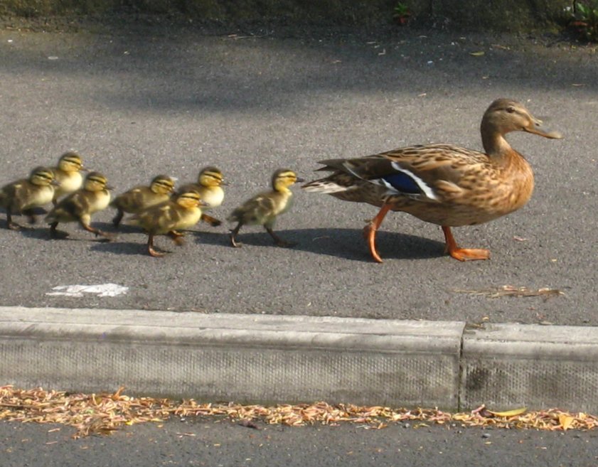 Closer view of female Mallard with seven ducklings in the picture. Photo Mick Burton, continuous line artist, 7.5.16, Gledhow Valley.
