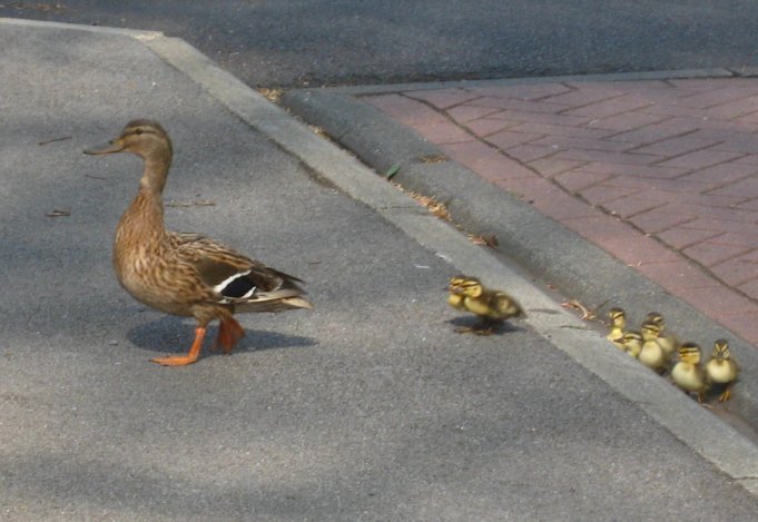 Ducklings struggle to mount a pavement higher than they are. Photo Mick Burton, continuous line artist.