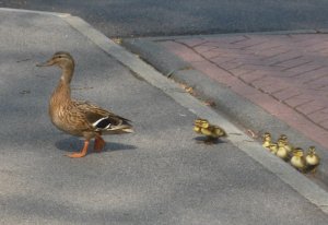 Ducklings struggle to mount a pavement higher than they are. Photo Mick Burton, continuous line artist.