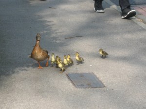 Ducklings regroup on the pavement after mounting to kerb. Photo Mick Burton, continuous line artist.