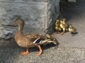 Mallard and ducklings turn right into Gledhow Valley. Photo Mick Burton, continuous line artist.
