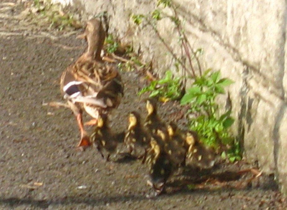 The train of Mallard ducklings speed up as they enter the home straight. Photo Mick Burton, continuous line artist.