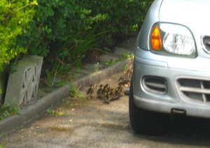 The Mallard and her brood turn down a drive to escape the kids and to head for their stream. Photo Mick Burton, continuous line artist.
